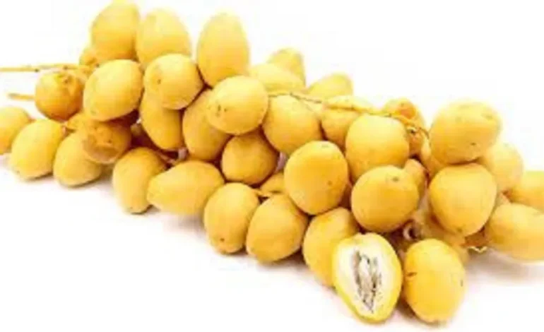 यह है राजस्थान का देसी फल, साल में सिर्फ एक से दो महीने मिलता…विटामिन से भरपूर, सेहत का खजाना